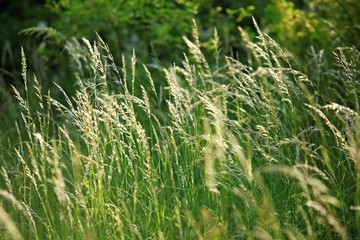 Dry brown and fresh green grass backlit by sun, texture