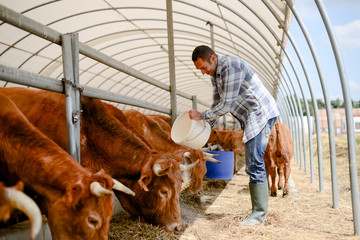 portrait of handsome farmer in a livestock small breeding husbandry farming production taking care...