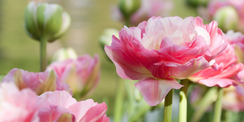 beautiful fluffy pink flowers and tulip buds similar to peonies, grow in the field or in the garden