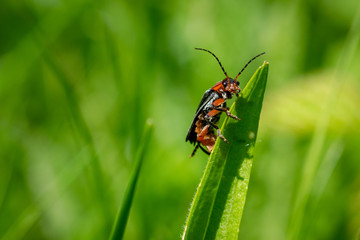 Fototapeta premium Soldier beetle (Cantharis) on a blade of grass 