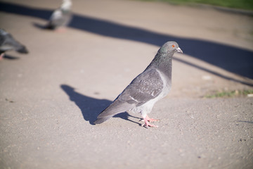 pigeon standing on the ground