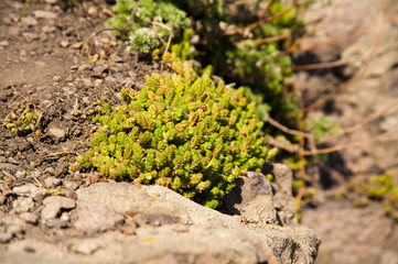 green grass, moss on rocks