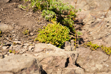 green grass, moss on rocks