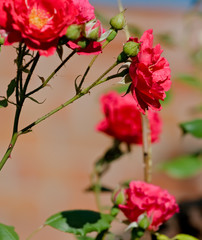 Branch of flowering red roses in the garden