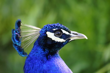 Naturaleza, animales, vacas, patos, cielo, noche, rio, bosque, lago, Nature, animals, cows, ducks, sky, night, river, forest, lake