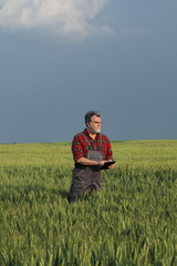 Naklejka na ściany i meble Farmer or agronomist inspecting quality of wheat field in spring using tablet