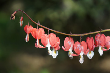 Bleeding heart