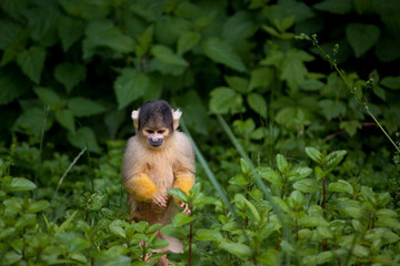 Squirrel Monkey standing in greenery