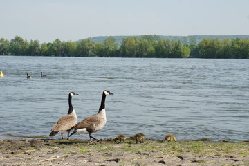 Goose family