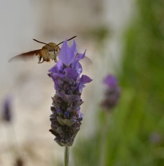 Bugged Lavender