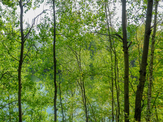 Wald