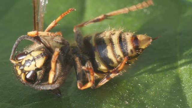 queen, mother wasp dying macro, showing sting, stinger