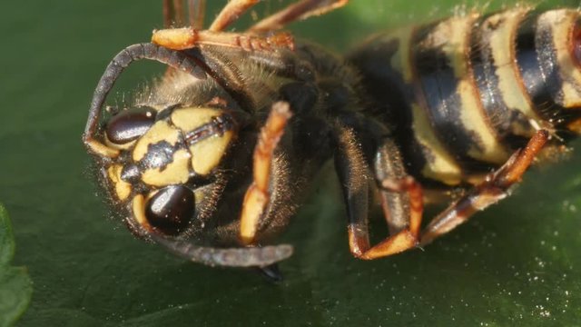 queen, mother wasp dying macro