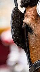 Close-up of eye of a horse