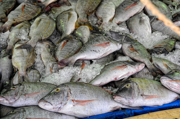 Fresh fish at a fish market