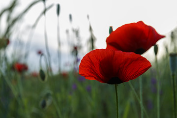 Obraz premium Samotny mak na polu o świcie