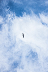 blue sky with clouds with fly bird