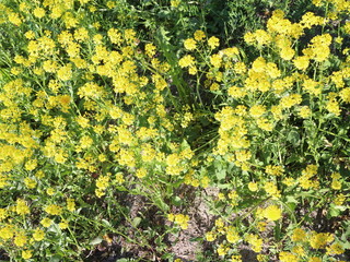 yellow wildflowers on a sunny day