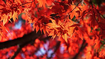 Maple leaf red in autumn at lake Kawaguchi, Japan