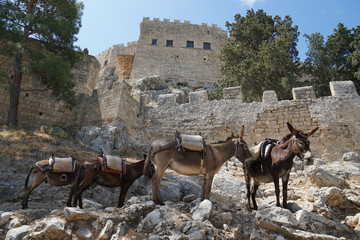 Donkey taxi to acropolis in Lindos