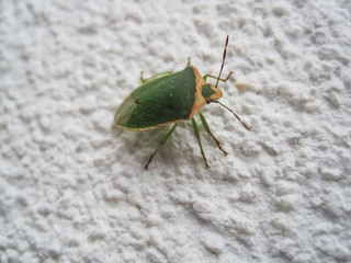 Green stink bug
