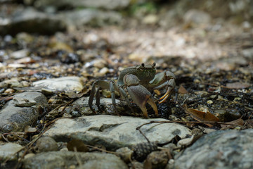 Big crab in butterfly valley