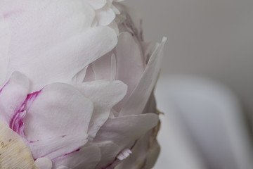 Fototapeta na wymiar Pink peony flower with many smooth petals close up macro detail