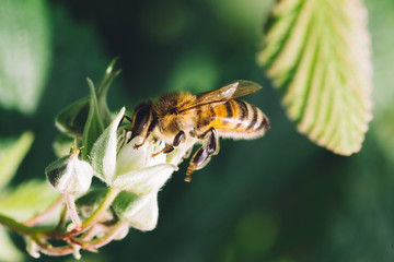 Close up of a bee pollinating raspberry flowers.