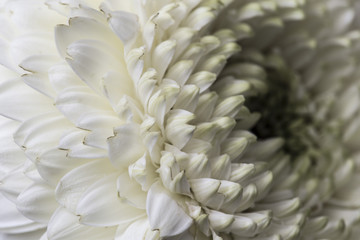 Macro detail of a white flower with many tiny petals in bloom