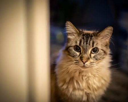 Cat Looks Around A Corner.