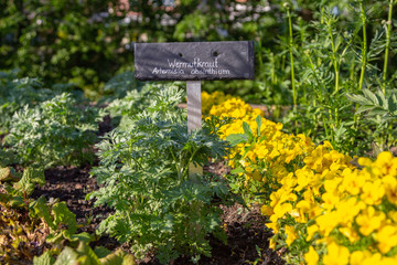 a absinthium beet with lettering. Wermutkraut means in german absinthium