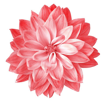 Flower red pimk dahlia isolated on white background. Close-up. Element of design.