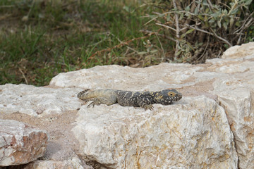 Stellagama posing on rock