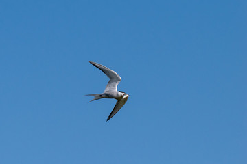 Common tern in flight with a freshly caught fish