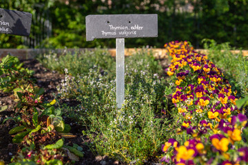 a thyme beet with lettering. Thymian echter means in german thyme orginal