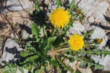 Yellow blooming dandelions on a green leaf background on a Sunny day