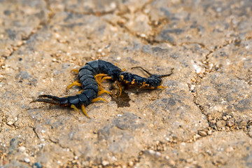 Crushed Megarian centipede or Scolopendra cingulata