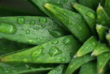 green leaves after rain or dew. Close up