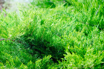 Evergreen China juniper Juniperus davurica Expansa Variegata. Photo of bush of a coniferous tree in sunlight. Close-up, Soft focus. Beautiful natural background.