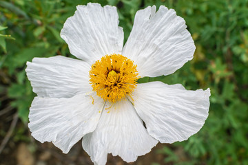 White wildflower covered in small bugs in forest on spring morning