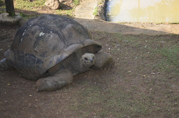 Fototapeta premium A giant tortoise