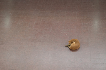 descansando, minimalismo