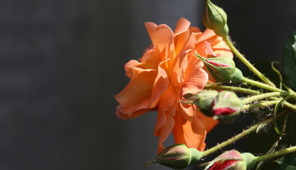 A beautiful orange rose on a black background ..