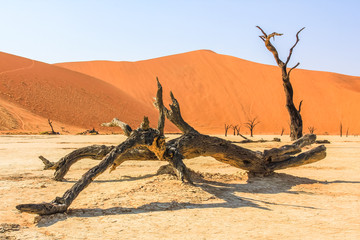 Deadvlei or Dead Vlei , a depression characterized by a layer of white sand located about 2 km by...