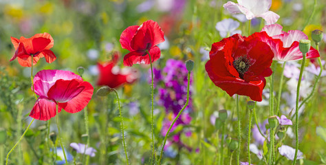 Obraz premium letnia łąka z czerwonymi makami