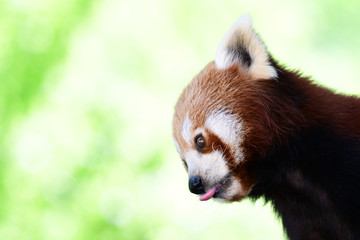 Roter Panda - Zunge raus