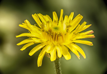 yellow flower macro