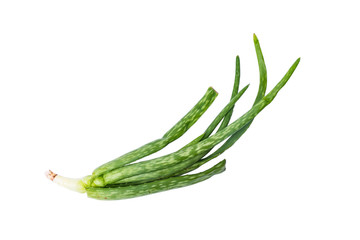 Branch of Aloe vera