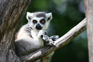 Katta Lemur (im Baum)
