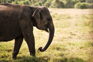 Small asian elephant standing and looking on camera in national park in Sri lanka.